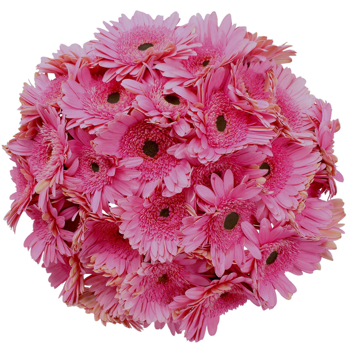 Gerberas, 30 Stems
