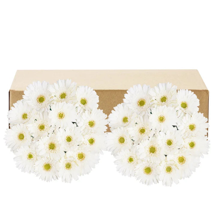 Gerberas, 30 Stems