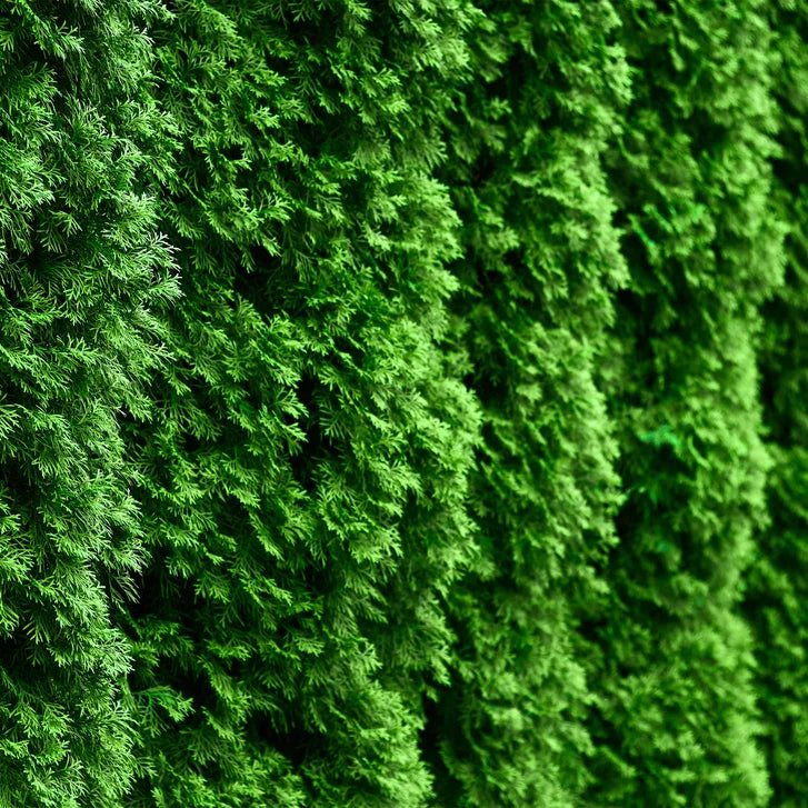 Emerald Cedar