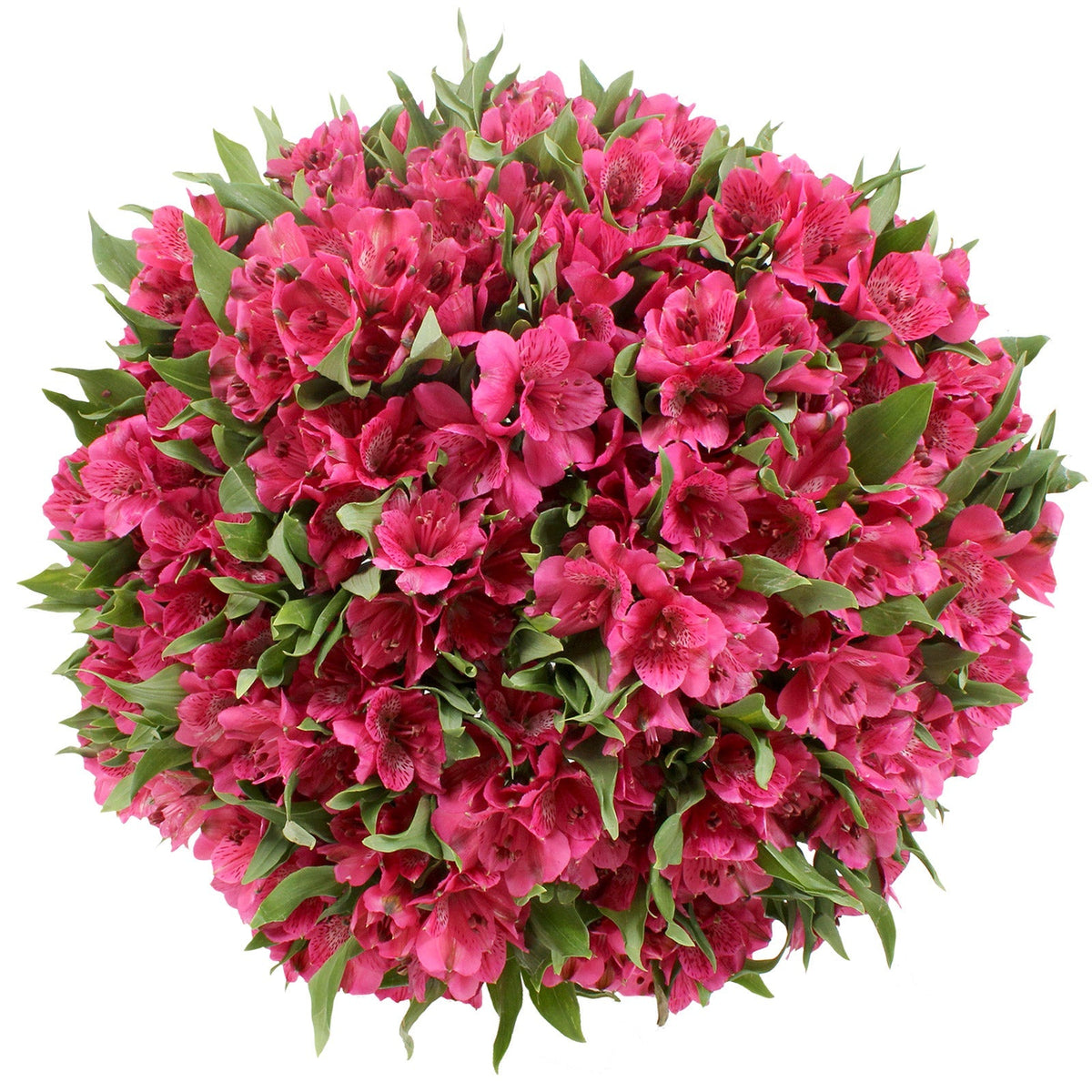 Alstroemeria, 80 Stems