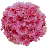 Gerberas, 30 Stems