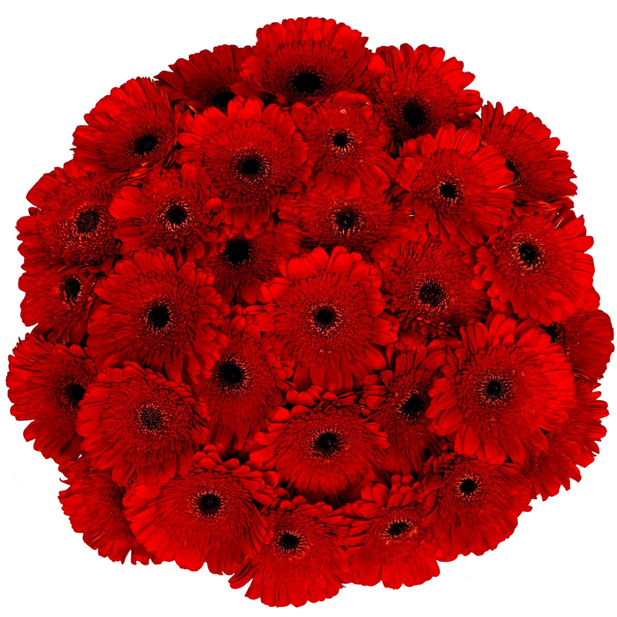 Gerberas, 30 Stems
