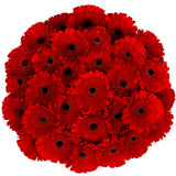 Gerberas, 30 Stems