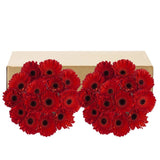 Gerberas, 30 Stems