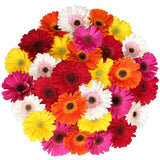 Gerberas, 30 Stems