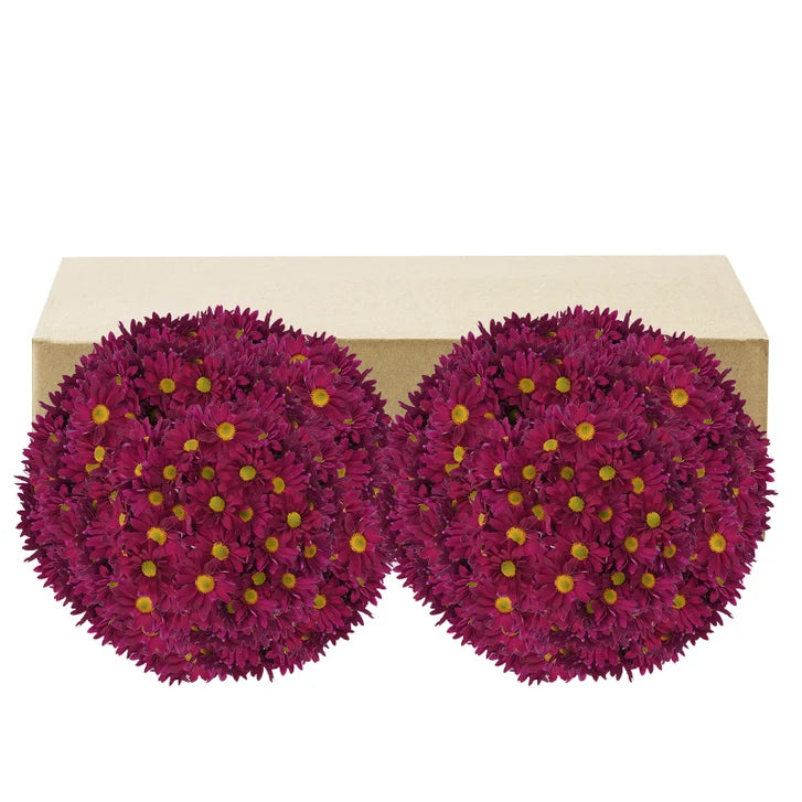 Pom Daisy, 60-stem