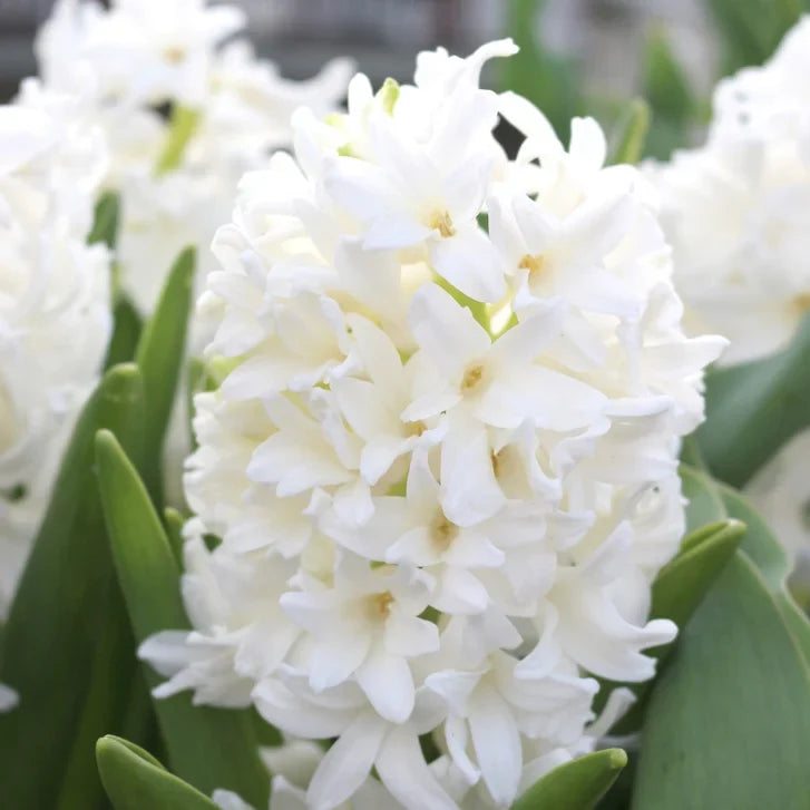 Horticana: Bordeaux Blend - Fragrant Hyacinth