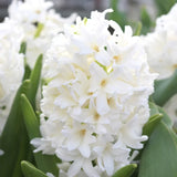 Horticana: Bordeaux Blend - Fragrant Hyacinth