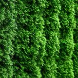 Emerald Cedar