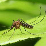 Mosquito Barrier Canada's Premier Mosquito & Tick Repellent 1.89L