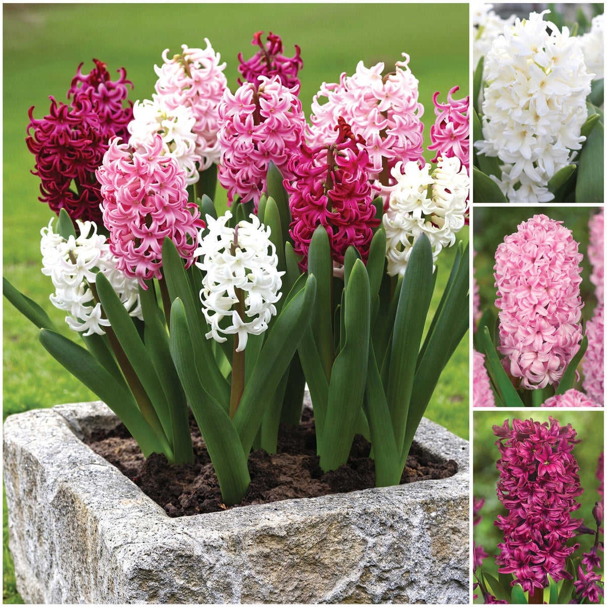 Horticana: Bordeaux Blend - Fragrant Hyacinth