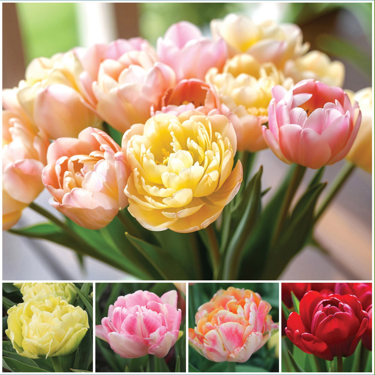 Horticana: Spring Romance Double Early Tulip