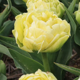 Horticana: Spring Romance Double Early Tulip