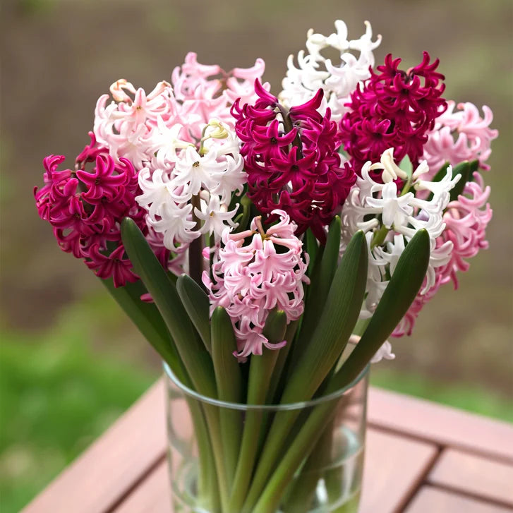 Horticana: Bordeaux Blend - Fragrant Hyacinth