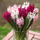 Horticana: Bordeaux Blend - Fragrant Hyacinth