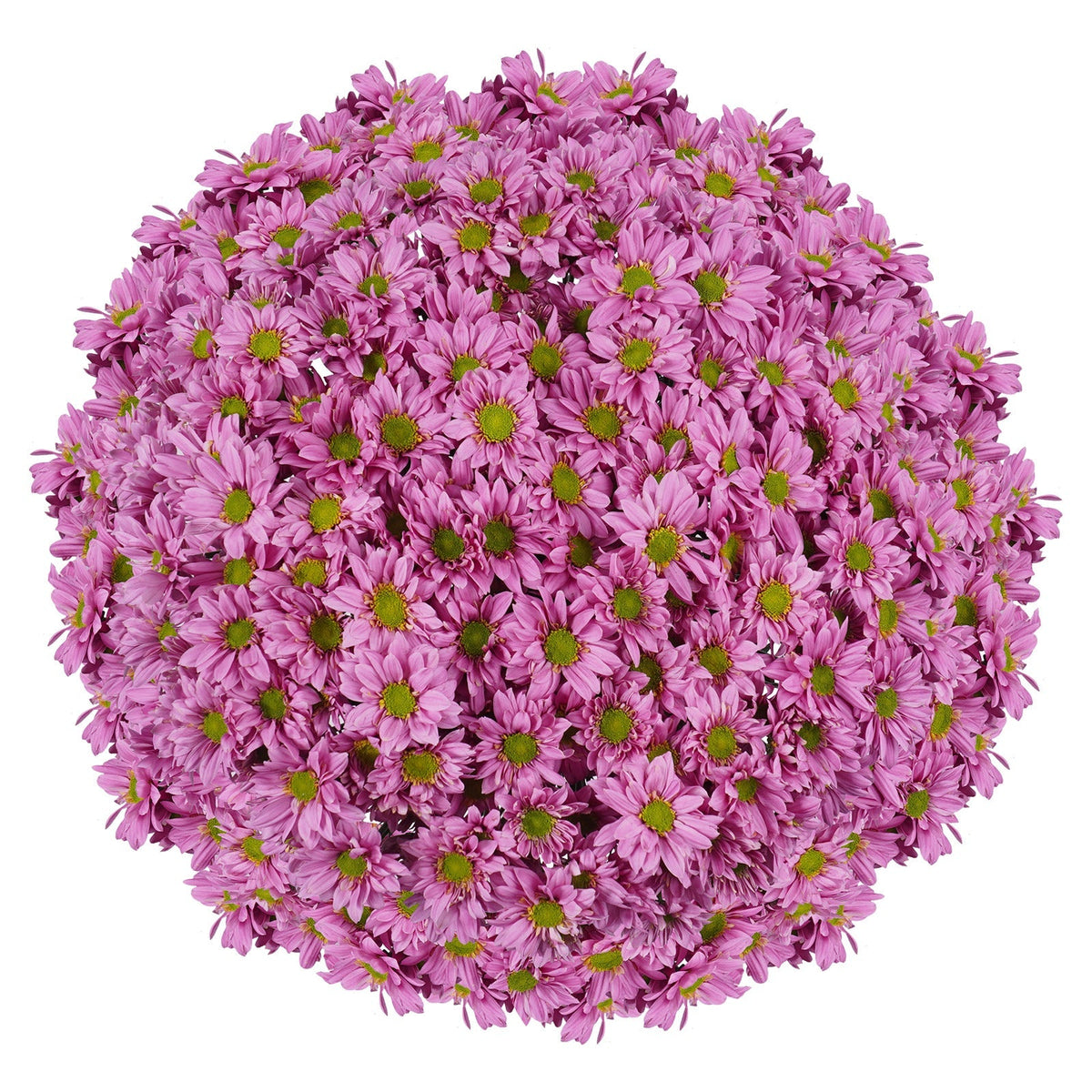 Pom Daisy, 60-stem