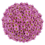 Pom Daisy, 60-stem