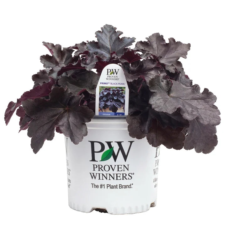 PW Primo 'Black Pearl' Coral Bells, 4-pack