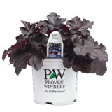 PW Primo 'Black Pearl' Coral Bells, 4-pack