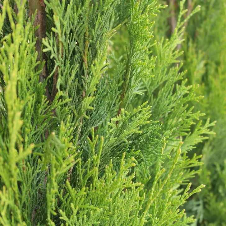 Emerald Cedar