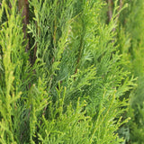 Emerald Cedar