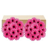 Gerberas, 30 Stems