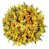 Alstroemeria, 80 Stems