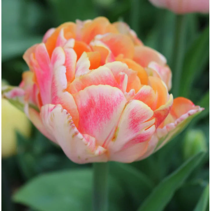 Horticana: Spring Romance Double Early Tulip