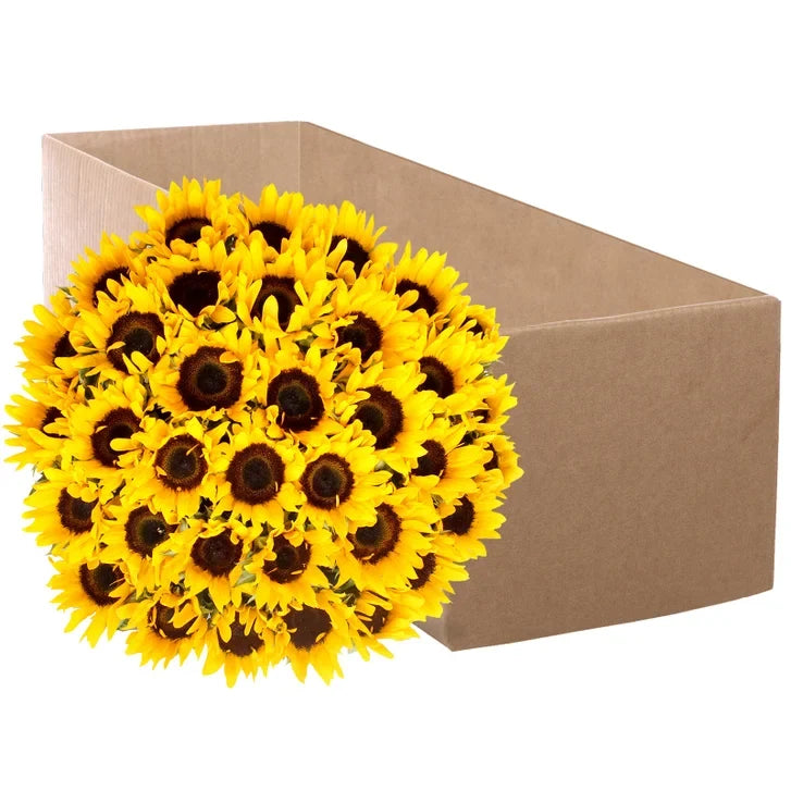 Sunflowers, 50 Stems