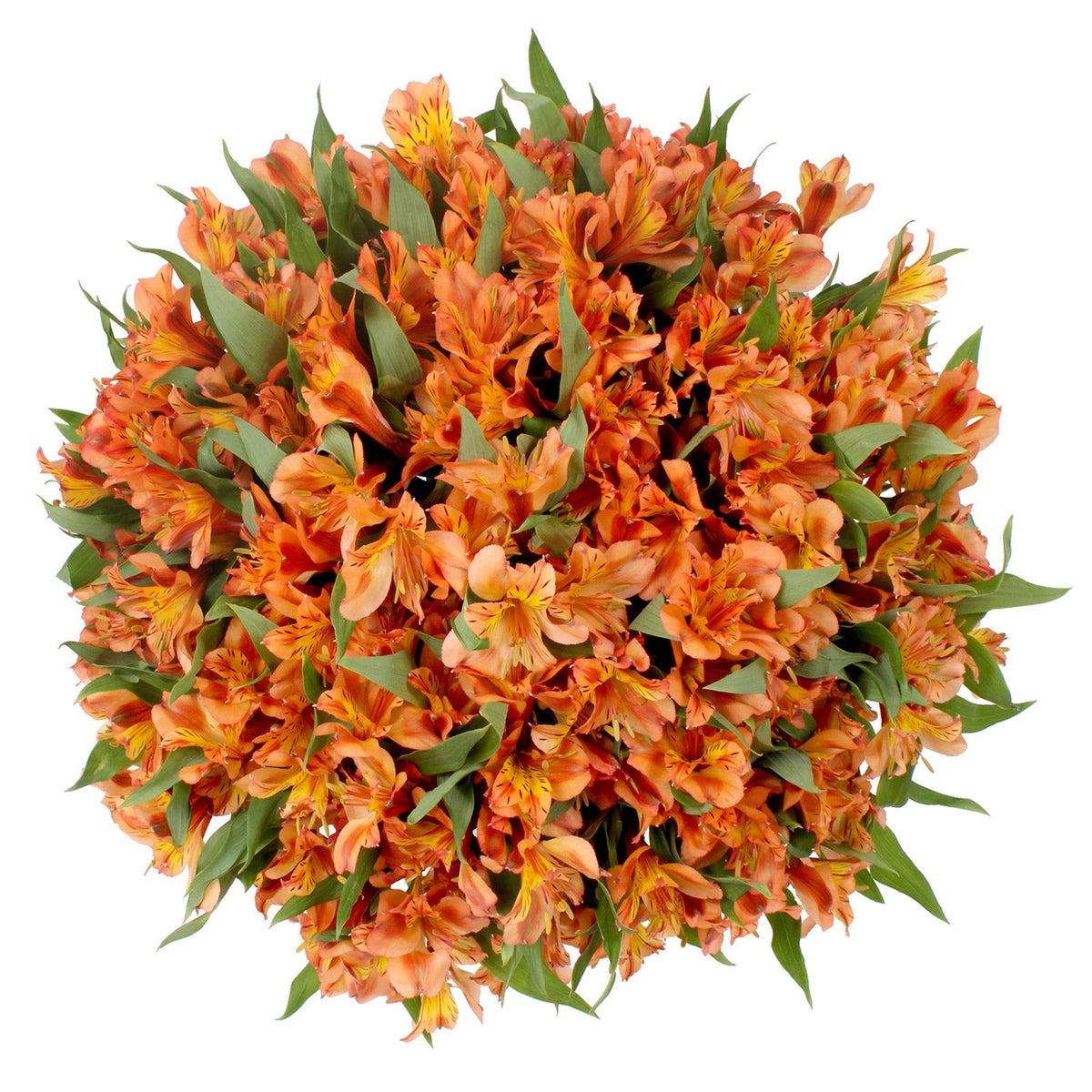 Alstroemeria, 80 Stems