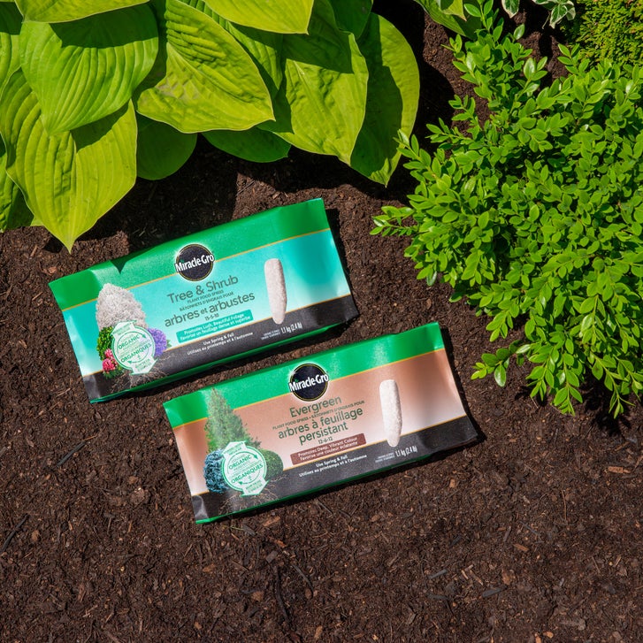 Miracle-Gro Tree & Shrub Fertilizer Spikes 15-5-10, 4 packs of 10