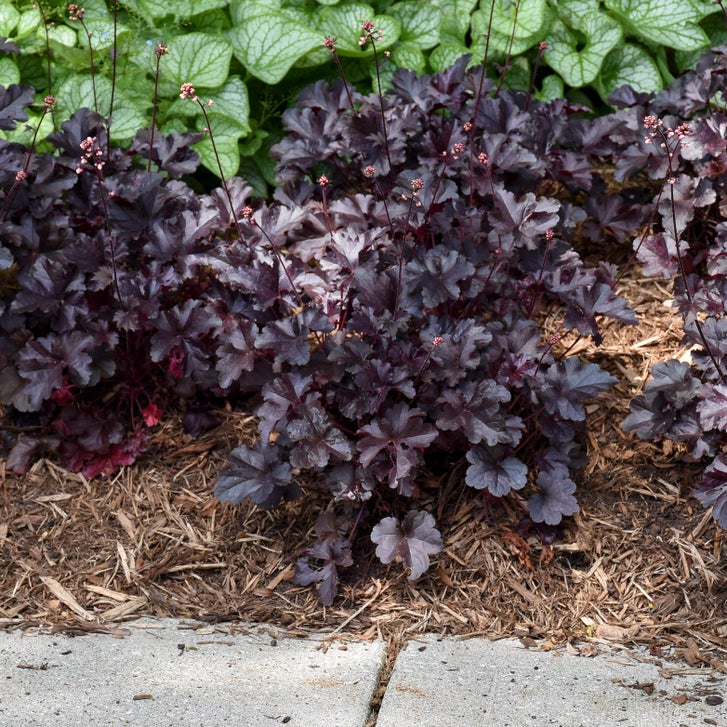 PW Primo 'Black Pearl' Coral Bells, 4-pack