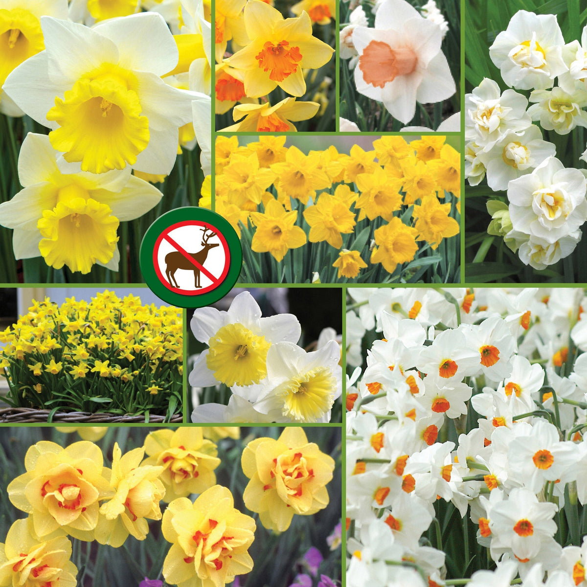 Horticana: Deer-resistant Daffodil Bulbs Collection