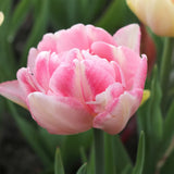 Horticana: Spring Romance Double Early Tulip