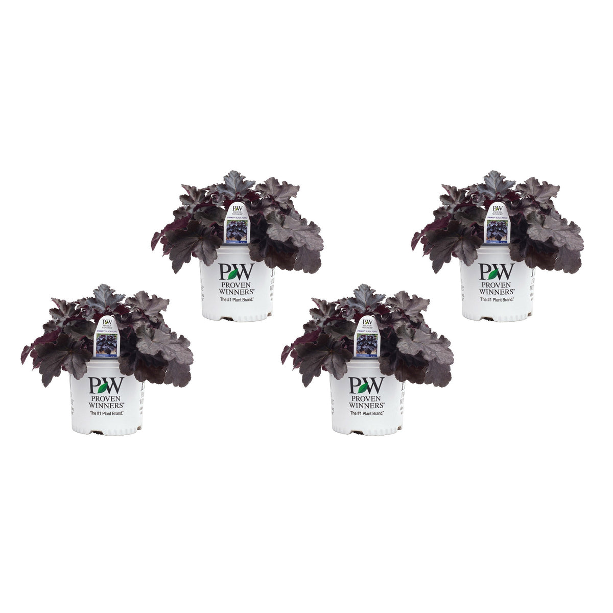 PW Primo 'Black Pearl' Coral Bells, 4-pack