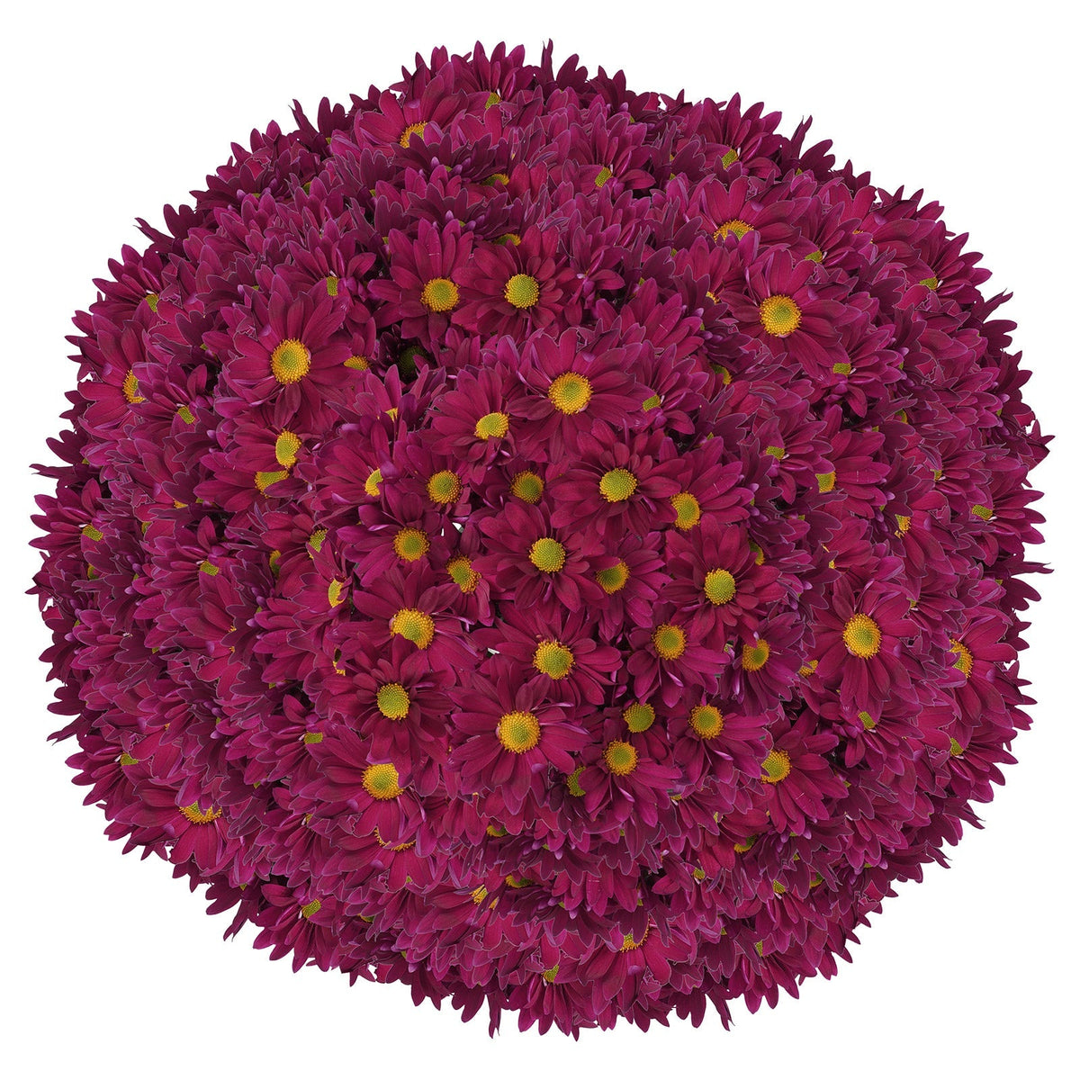 Pom Daisy, 60-stem