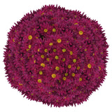 Pom Daisy, 60-stem