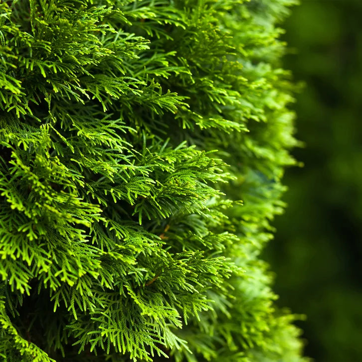 Emerald Cedar