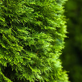 Emerald Cedar