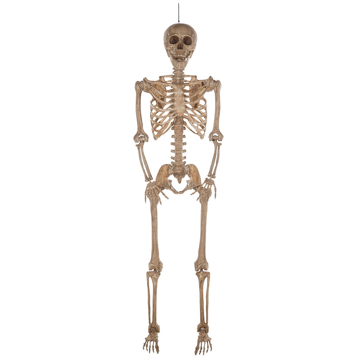 Halloween - 2 m (7ft) Poseable Skeleton
