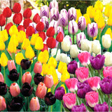 Horticana: Tulips Galore