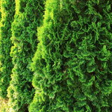 Emerald Cedar