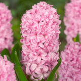 Horticana: Bordeaux Blend - Fragrant Hyacinth