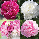 Horticana: Scented Peony Collection