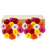 Gerberas, 30 Stems