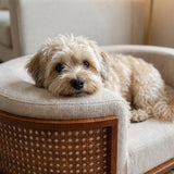 The Gracie Rattan Pet Bed