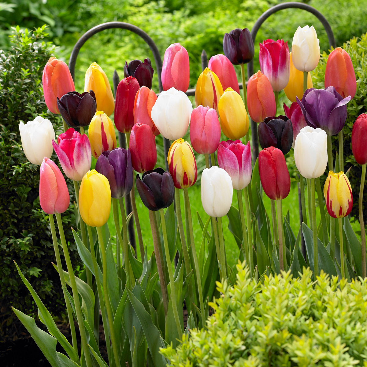 Tulip Single Late Assorted