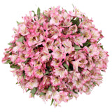 Alstroemeria, 80 Stems