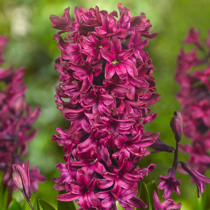 Horticana: Bordeaux Blend - Fragrant Hyacinth