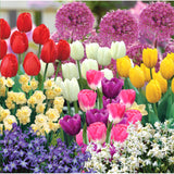 Horticana: Extra Hardy Bulbs